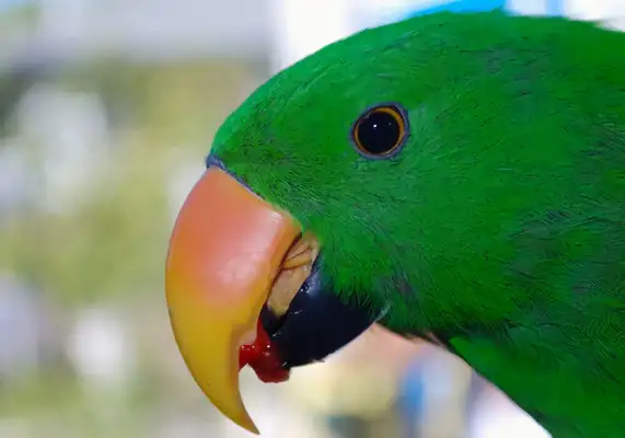 Compromise parrot identity information
