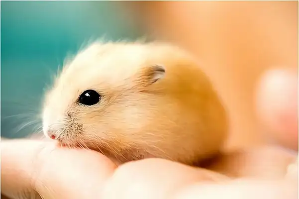 Pudding hamster identity information