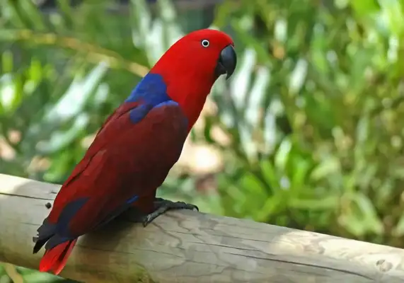 Compromise parrot identity information
