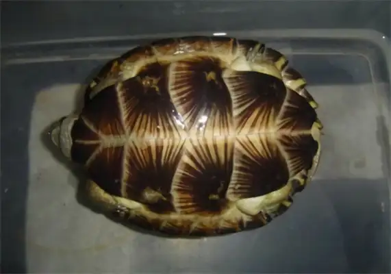 Teeth-based turtle identity information