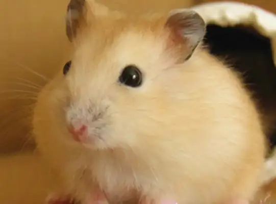 Pudding hamster identity information