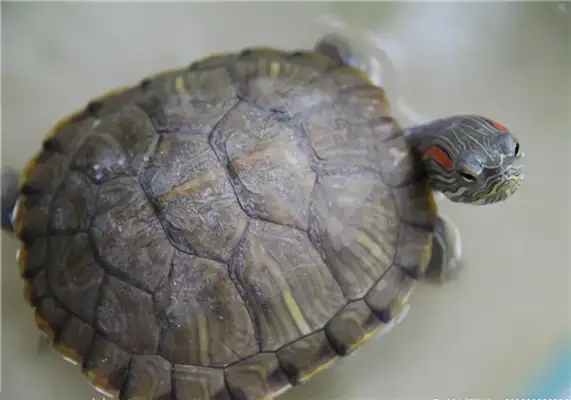 Brazilian red ear turtle identity information
