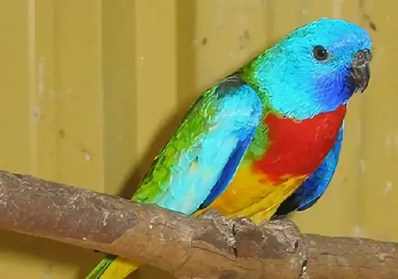 Red chest parrot identity information