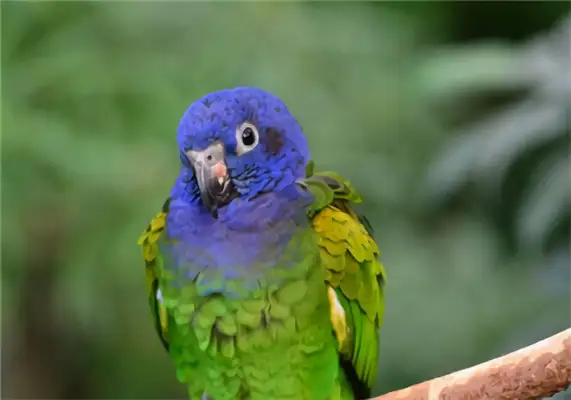 Bluehead parrot identity information