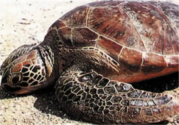 Atlantic Turtle Identity Information