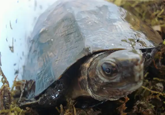 Teeth-based turtle identity information
