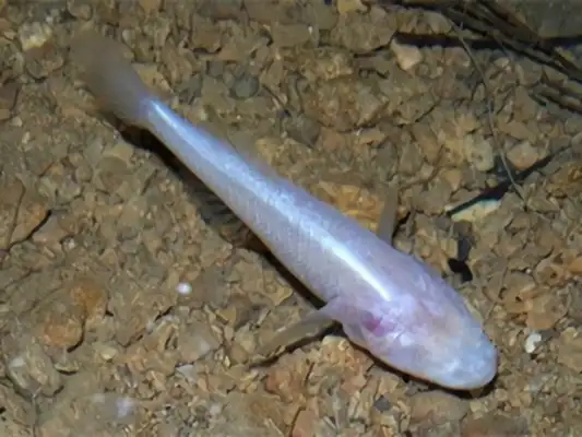Blind fish identity information