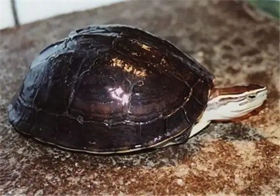 Anbu closed-hull turtle identity information
