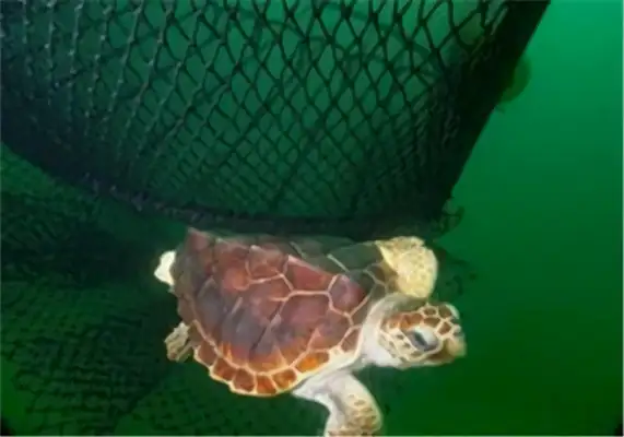 Atlantic Turtle Identity Information