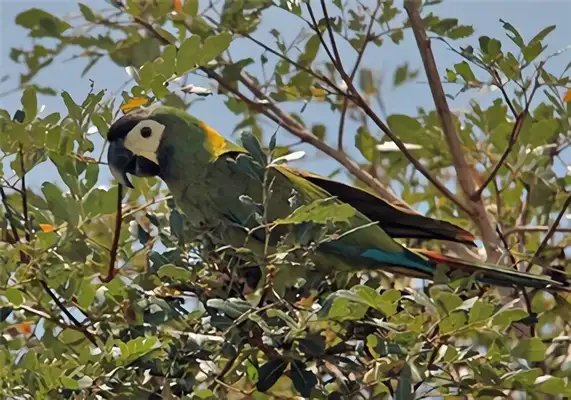 I.D. for the parrot