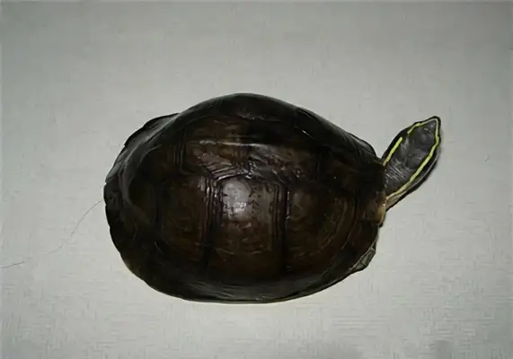 Anbu closed-hull turtle identity information
