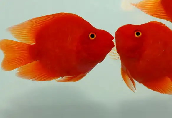 Blood parrot identity information