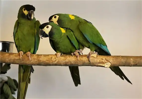 I.D. for the parrot