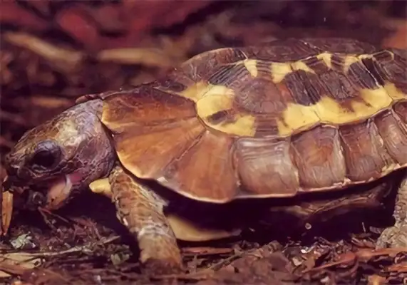 Dutch Turtle Identity Information