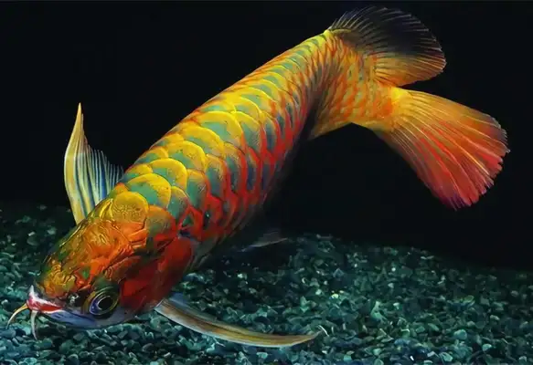 Asian Dragon Identity Information