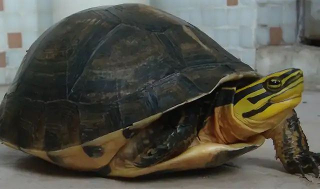 Anbu closed-hull turtle identity information