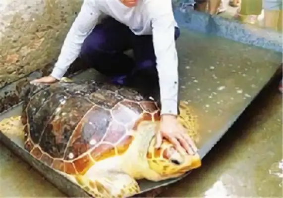 Atlantic Turtle Identity Information