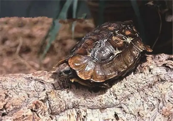 Dutch Turtle Identity Information