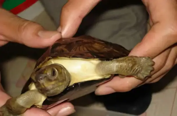 Teeth-based turtle identity information