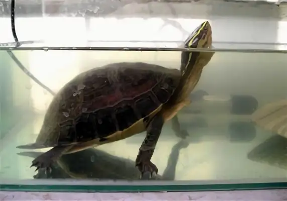 Anbu closed-hull turtle identity information
