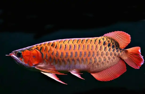Asian Dragon Identity Information