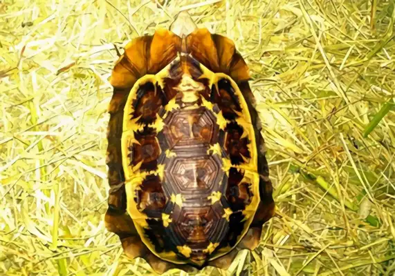 Dutch Turtle Identity Information
