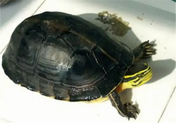 Anbu closed-hull turtle identity information