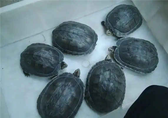 Annan Turtle Identity Information
