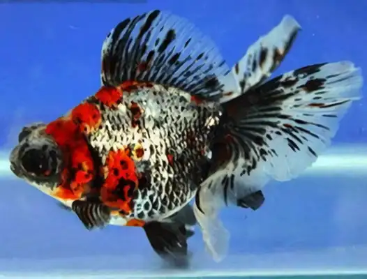Fluid tail identity information
