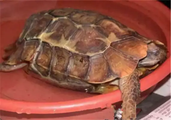 Dutch Turtle Identity Information