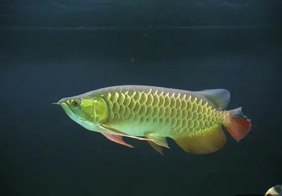 Asian Dragon Identity Information