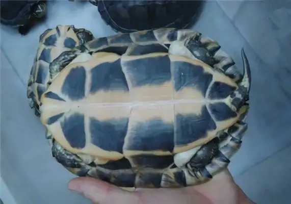 Annan Turtle Identity Information