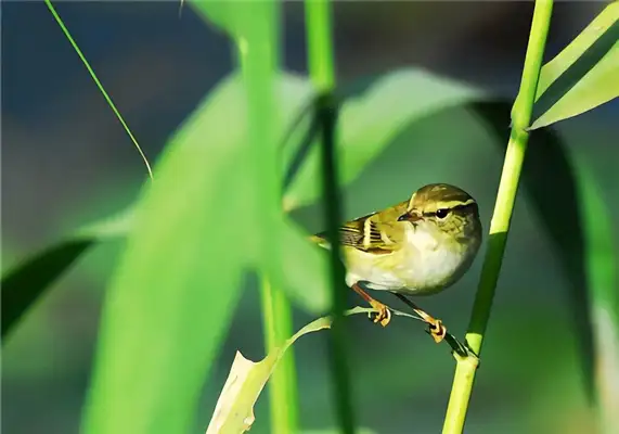 Identity information for yellow eyebrows