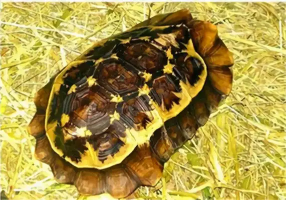 Dutch Turtle Identity Information