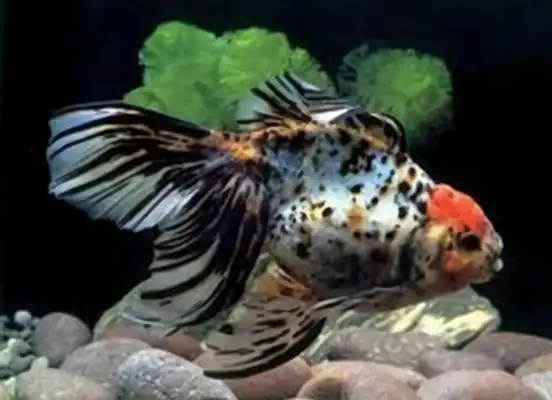 Fluid tail identity information
