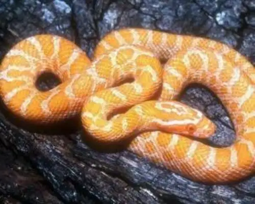 Corn snake. How long will it last