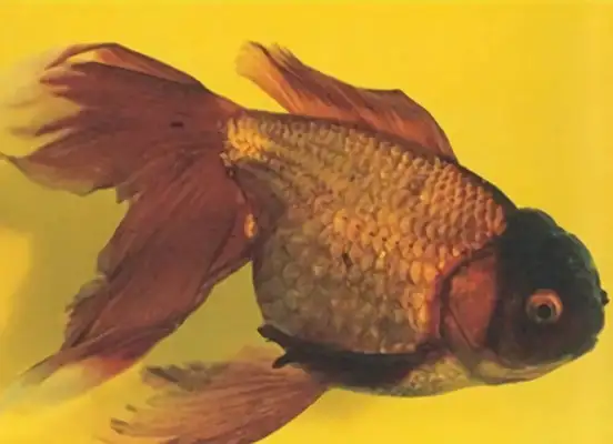 Brown high-head flipping goldfish identity information