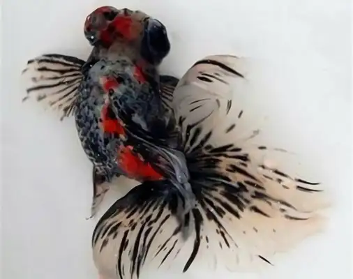 Fluid tail identity information