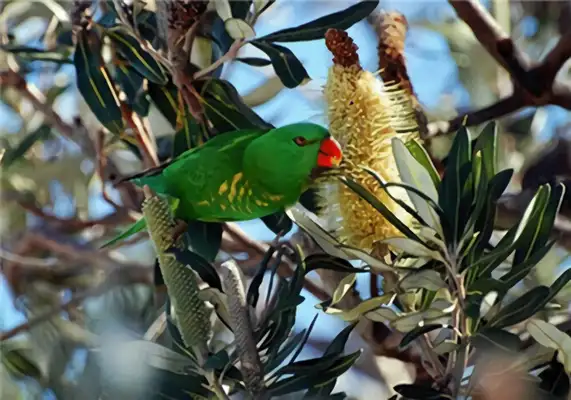 I've got an ID on the parrot