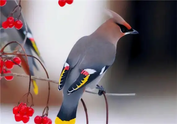 Information on the identity of the Taipingbird