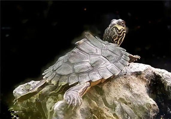 Alabama Map Turtle Identity Information