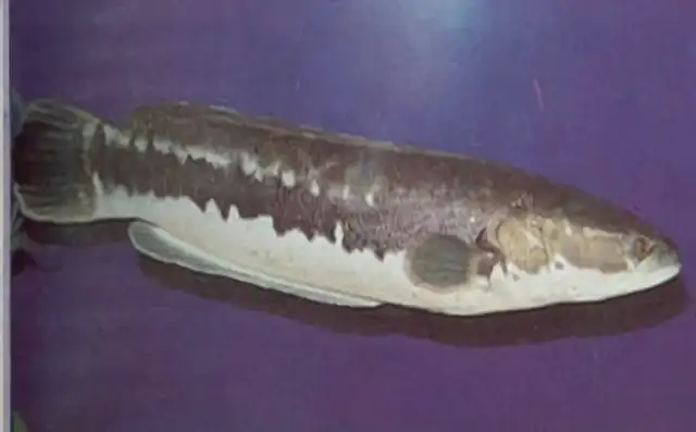 Pointy fish identity information