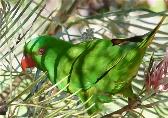 I've got an ID on the parrot