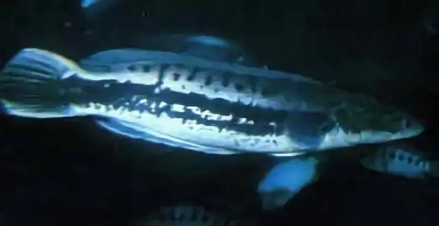 Pointy fish identity information