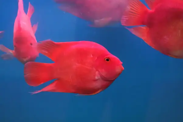 Blood parrot identity information