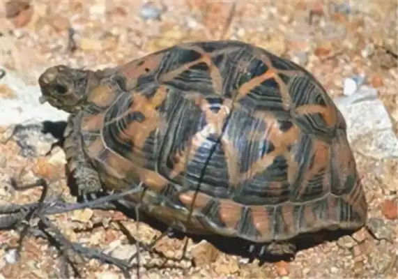 Tent turtle identity information