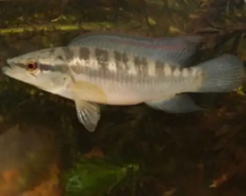 Pointy fish identity information