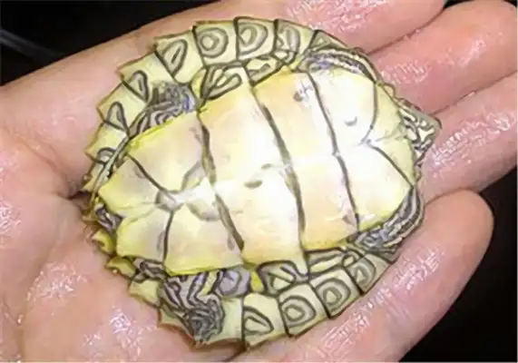 Alabama Map Turtle Identity Information