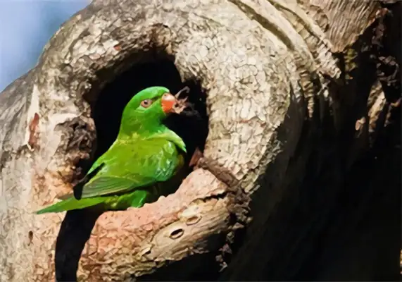 I've got an ID on the parrot