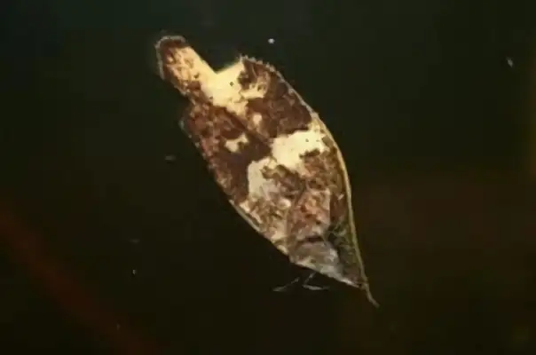 Leaf identity information